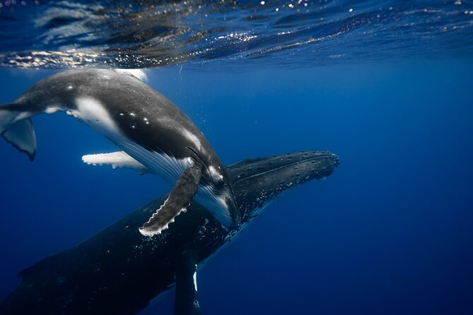 Whale watching and snorkelling in Moorea - Key things to know before you go