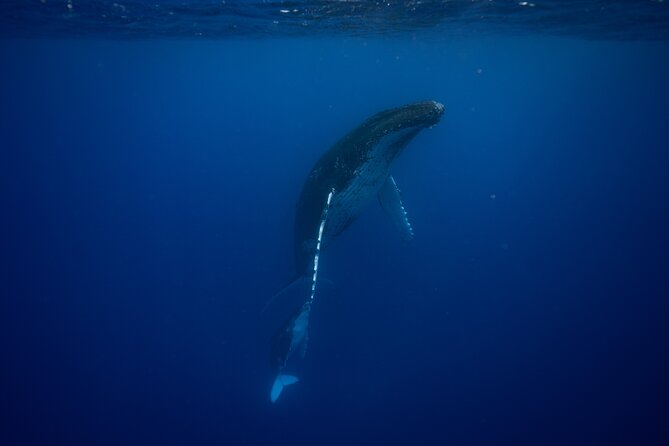 Whale watching and snorkelling in Moorea - Meeting at Quai des croisières and setting the tone on the boat