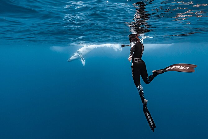 Whale watching and snorkelling in Moorea - Snorkelling with humpbacks: what you need to be able to do