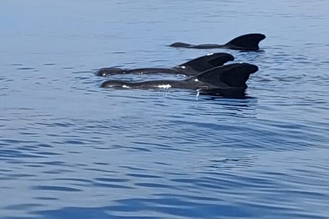 Whale watching and snorkelling in Moorea - Gear, supervision, and what makes the swim feel safe