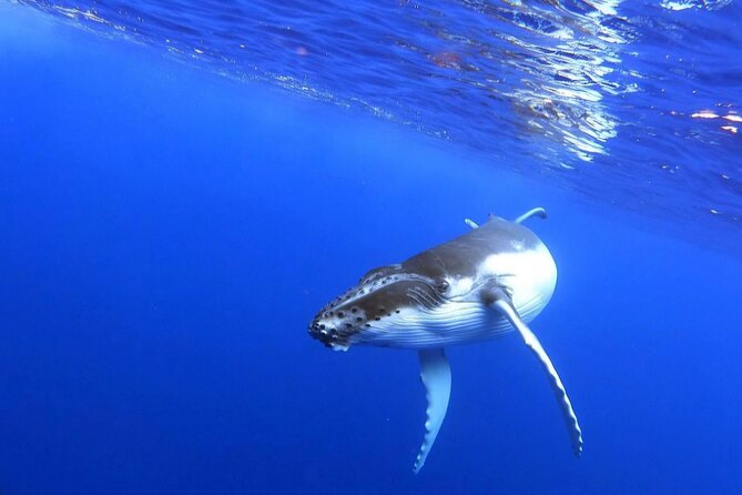 Whale watching and snorkelling in Moorea - The best whale moments to look for, and what they mean