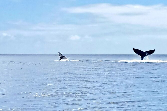 Whale watching and snorkelling in Moorea - Dolphins, turtles, sharks, and other lagoon-life bonuses