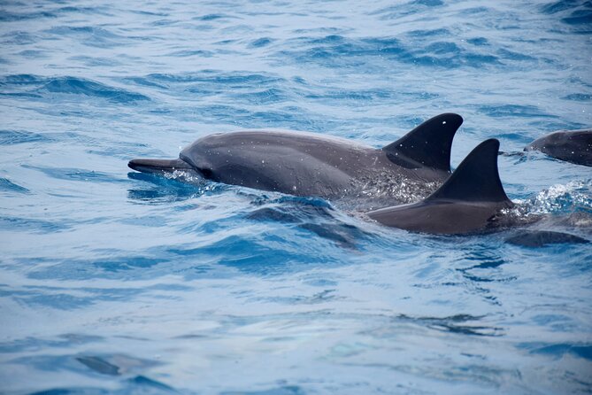 Whale watching and snorkelling in Moorea - Price and value: is $230.78 per person a fair deal?