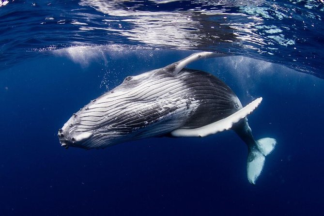Whale Watching Bora Bora - Key Things To Know Before You Go