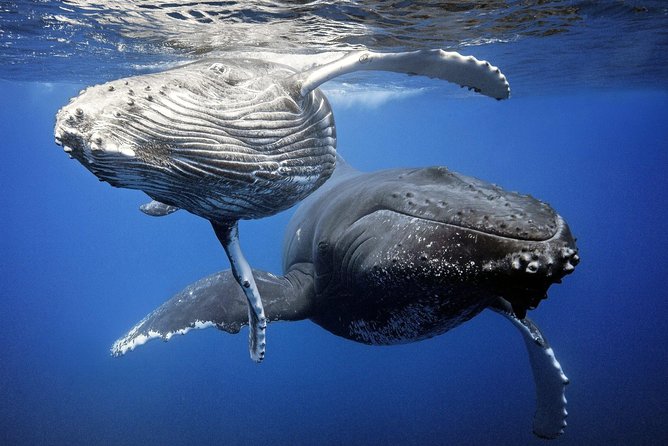 Whale Watching Bora Bora - Picking Your Time Slot: Morning vs Afternoon