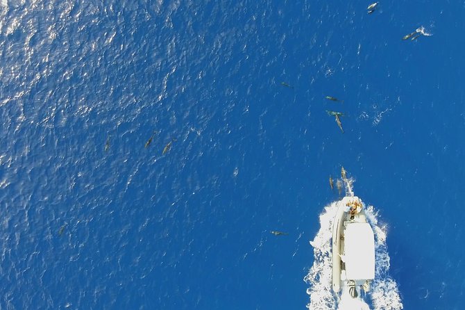 Whale Watching Bora Bora - Why the Season Matters for Humpbacks and Calves