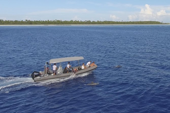 Whale Watching Bora Bora - Snorkeling Setup and Practical Whale Etiquette