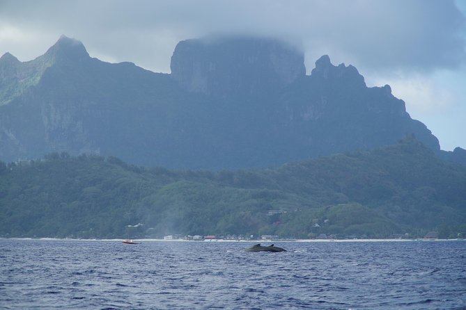 Whale Watching Bora Bora - What You Might See Besides Whales