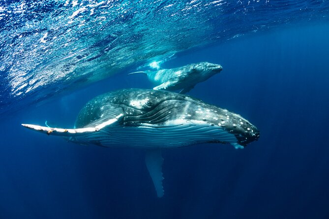 Whale watching DE Humpback West Coast of Tahiti - Key points worth knowing before you go