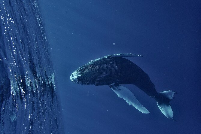 Whale watching DE Humpback West Coast of Tahiti - The boat and small-group setup (why max 8 is a big deal)