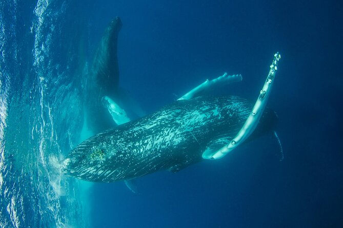 Whale watching DE Humpback West Coast of Tahiti - How whale spotting works here: observation rules and approach