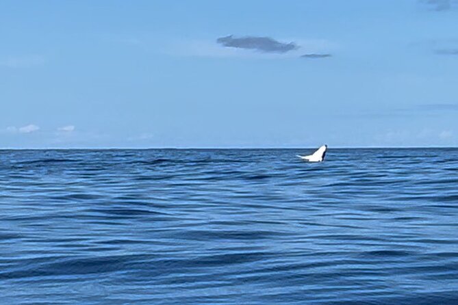 Whale watching DE Humpback West Coast of Tahiti - Guide-led explanations: Jordan and Romuald bring the meaning