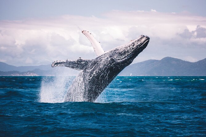 Whale watching DE Humpback West Coast of Tahiti - Snorkeling gear and safety: what is included and what you should bring