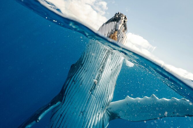 Whale watching DE Humpback West Coast of Tahiti - How long it takes, what the pacing feels like