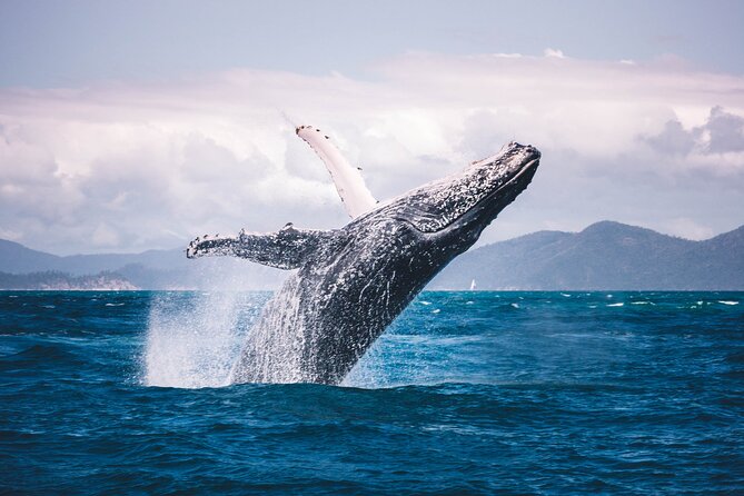 Whale watching DE Tahiti Peninsula - Safety rules for swimming with humpbacks (the part you should not wing)