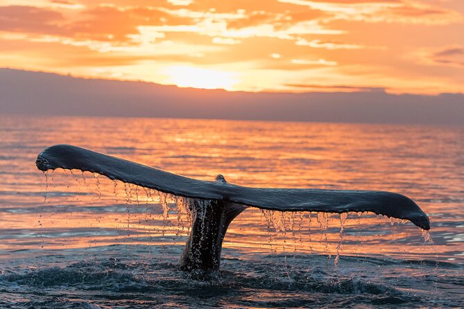 Whale watching DE Tahiti Peninsula - What you learn on board, and how the guide helps you read whale behavior