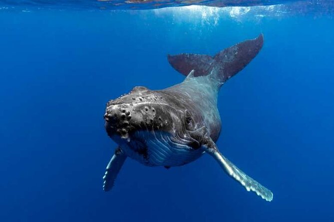 Whale watching in Moorea - Key points you should know first