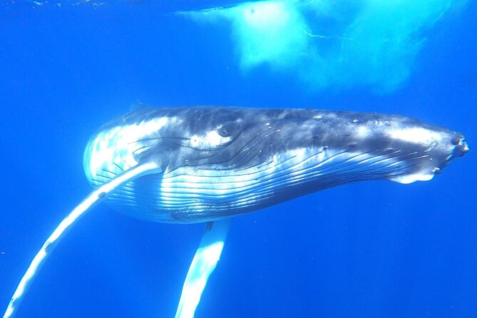 Whale watching in Moorea - Moorea’s morning schedule (8:30 to 11:30) and what it means