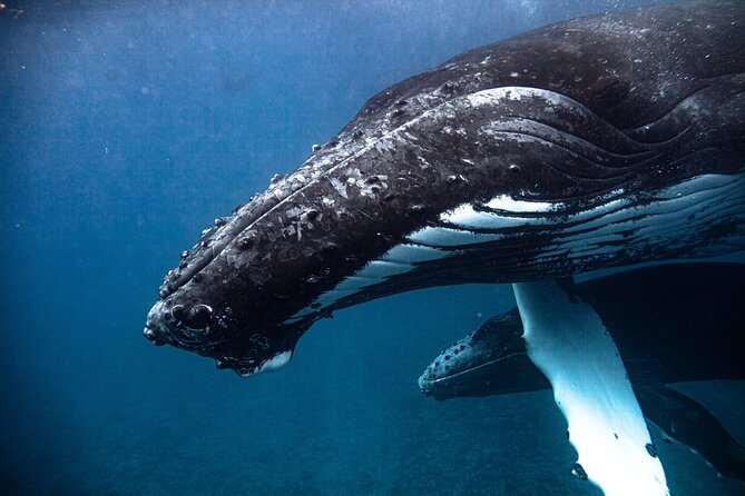Whale watching in Moorea - Moorea Lagoon time: turtles, dolphins, rays, and blacktip sharks
