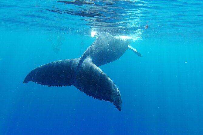 Whale watching in Moorea - Safety and coaching that keep the day from getting sketchy