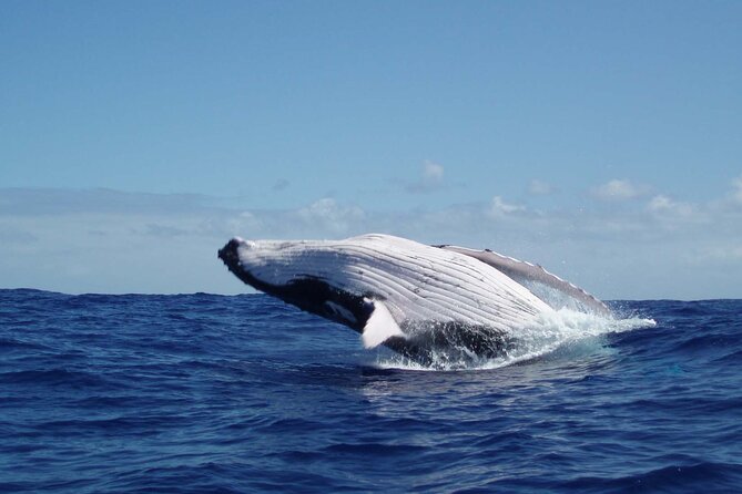 Whale watching in the calm of the peninsula with Tātahi tours - Key highlights you will feel right away