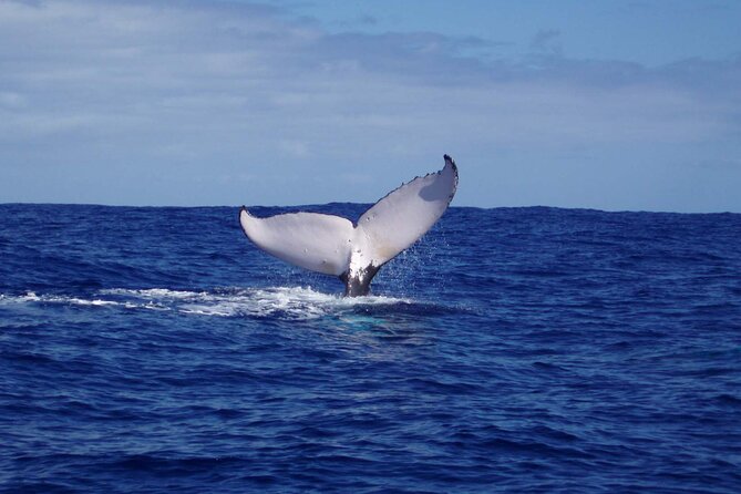 Whale watching in the calm of the peninsula with Tātahi tours - The route: Toahotu, Teahupoo, and the search to Fenua Aihere