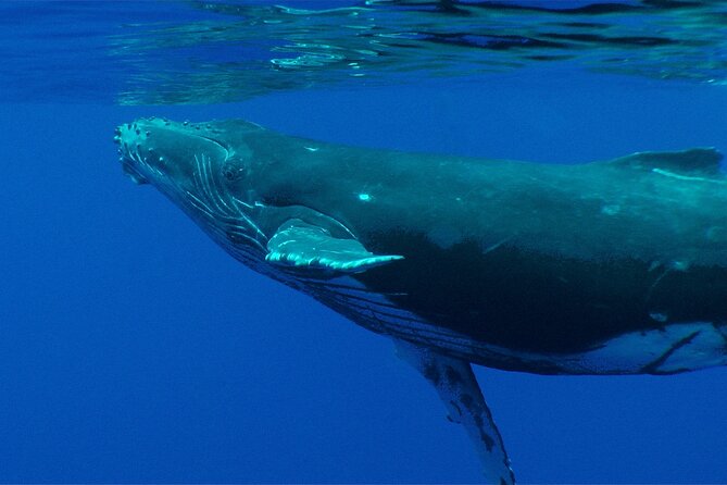 Whale watching in the calm of the peninsula with Tātahi tours - Before you get in: the briefing that changes how you see whales