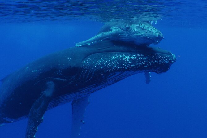 Whale watching in the calm of the peninsula with Tātahi tours - Who this tour fits best (and who should think twice)