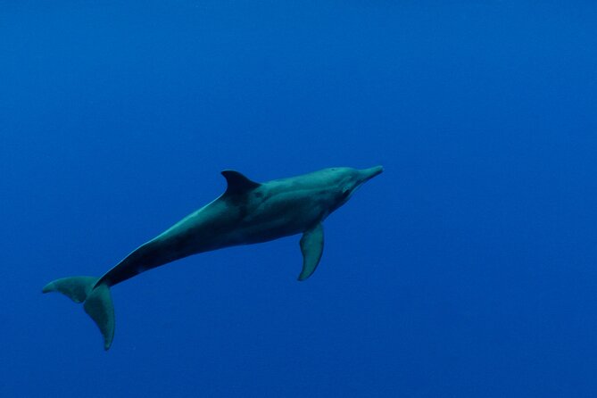 Whale watching in the calm of the peninsula with Tātahi tours - Price and logistics: is it worth $193.13 for 4 hours?
