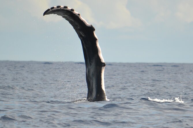 Whale watching in the calm of the peninsula with Tātahi tours - The whale listening part: hydrophone on the boat