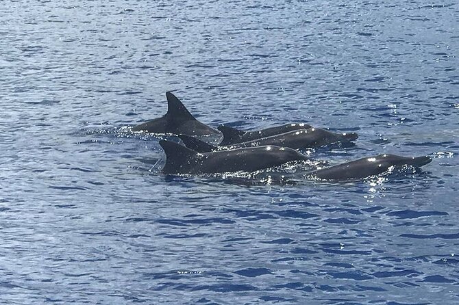 Whale Watching Moorea (non-swimming) - Key Highlights You’ll Care About