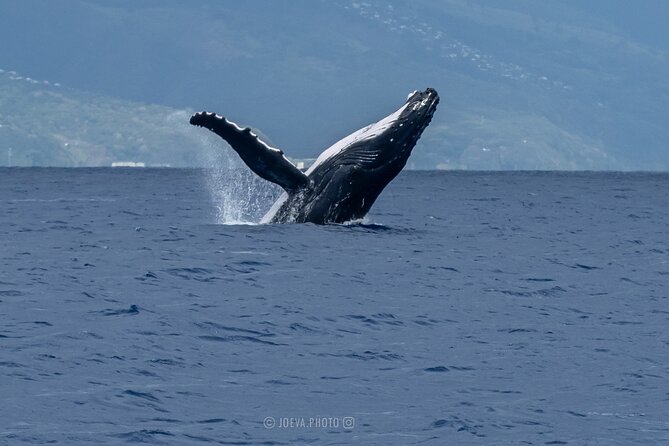 Whale Watching Moorea (non-swimming) - Onboard Comfort Details: Drinks, Gear, and What’s Missing