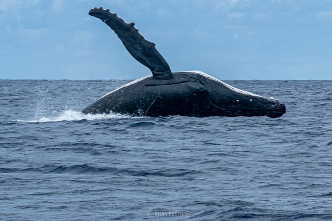 Whale Watching Moorea (non-swimming) - Your Whale Viewing Experience: What You’re Set Up to See