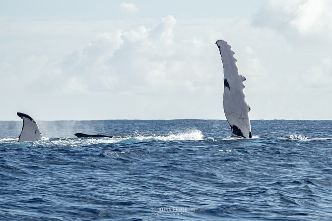 Whale Watching Moorea (non-swimming) - The Lagoon Option: If You Have Time, and If You’re Ready