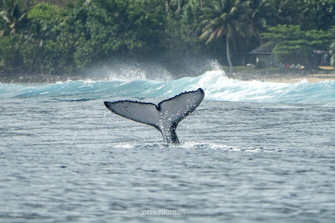 Whale Watching Moorea (non-swimming) - Comfort, Safety, and the “Be Clear at the Start” Rule