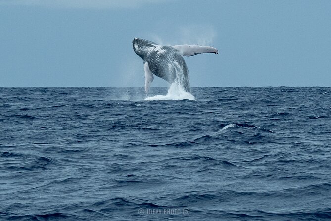 Whale Watching Moorea (non-swimming) - Price and Value: What You’re Paying For