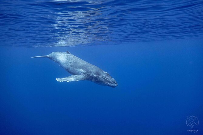 Whale watching on the preserved and quiet coast of Paea (Pk26) - Paea and Papara, a calmer stage for humpbacks