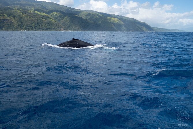 Whale watching on the preserved and quiet coast of Paea (Pk26) - The whale approach rules, and when you may get in the water