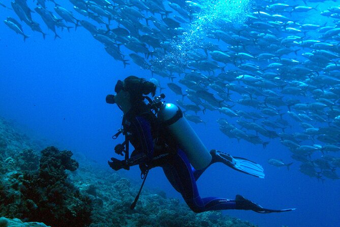 Whale watching on the preserved and quiet coast of Paea (Pk26) - Snorkeling gear, swim fitness, and seasickness reality