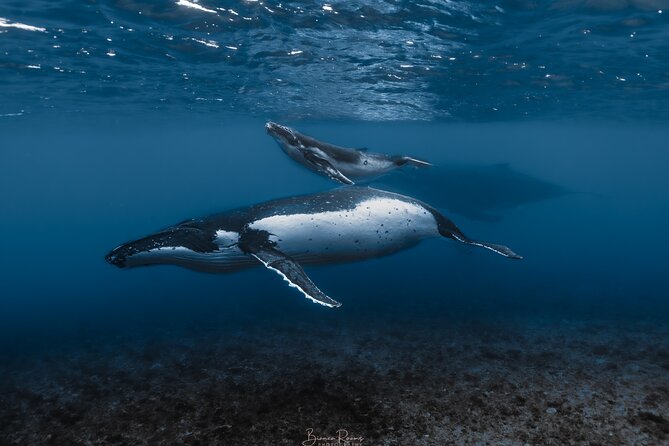 Whale Watching Shared Half Day - Key things that matter before you go