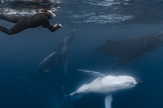 Whale Watching Shared Half Day - Being in the water with Floriane and Cédric