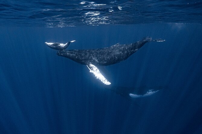 Whale Watching Shared Half Day - Who should book this whale swim on Moorea