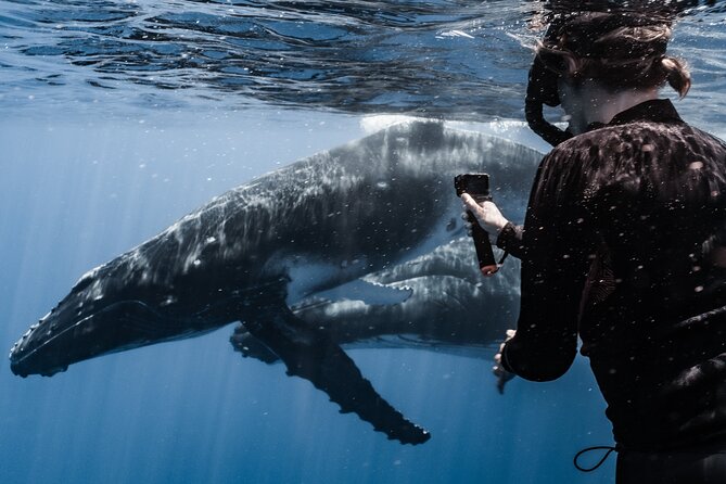 Whale Watching Shared Half Day - Practical details that affect your day