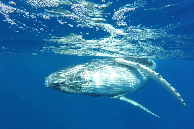 Whale Watching Tours in Bora Bora - Tohora Bora Bora, the key highlights