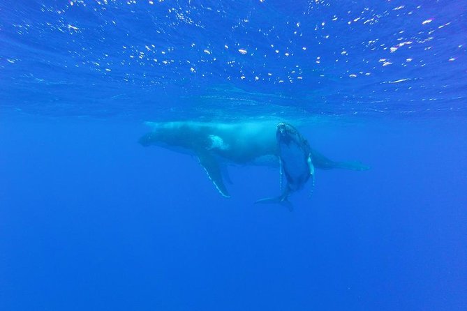 Whale Watching Tours in Bora Bora - Meeting Simon and the fast safety briefing that sets the tone