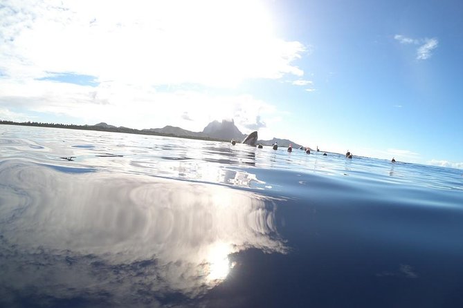 Whale Watching Tours in Bora Bora - The launch option: what it means to swim more than 100 meters