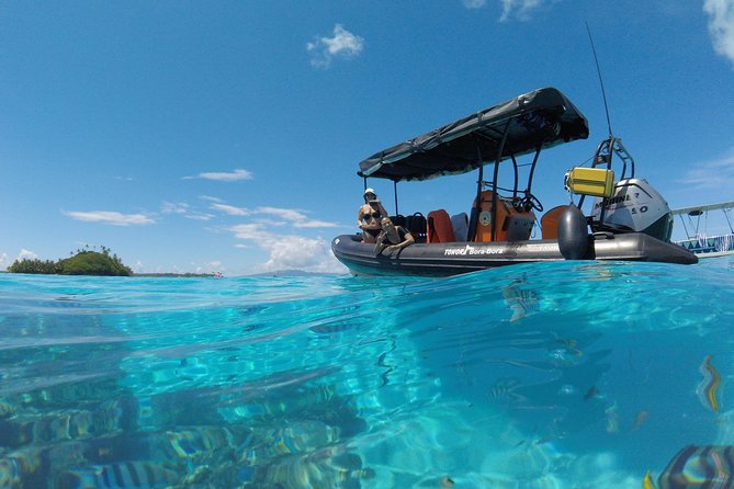 Whale Watching Tours in Bora Bora - Should you book Tohora Bora Bora whale watching?