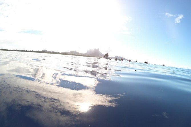 Whale Watching Tours in Bora Bora - From the lagoon start to the open-water search circuit